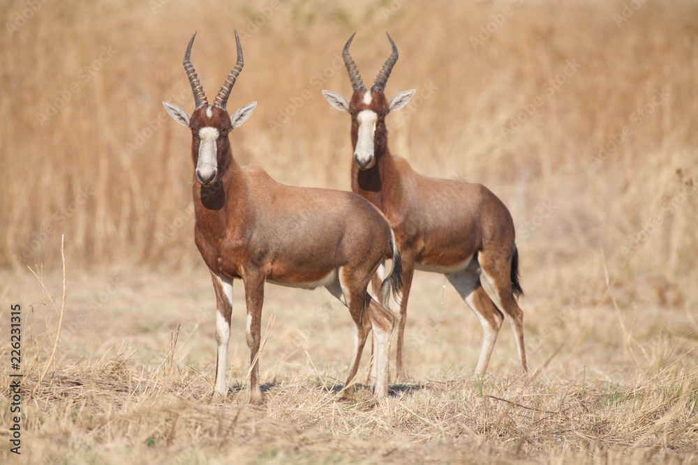 Pair of Blesboks, Pretoria, South Africa. Pair of Blesboks, Pretoria, South Africa.