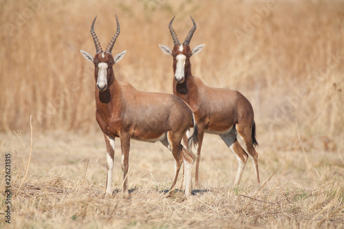 Pair of Blesboks, Pretoria, South Africa.