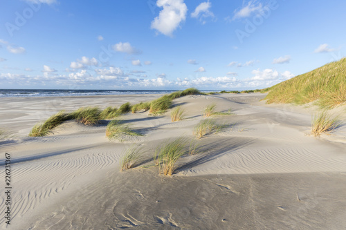 Dunes with beach grass in afternoon sun (european marram)