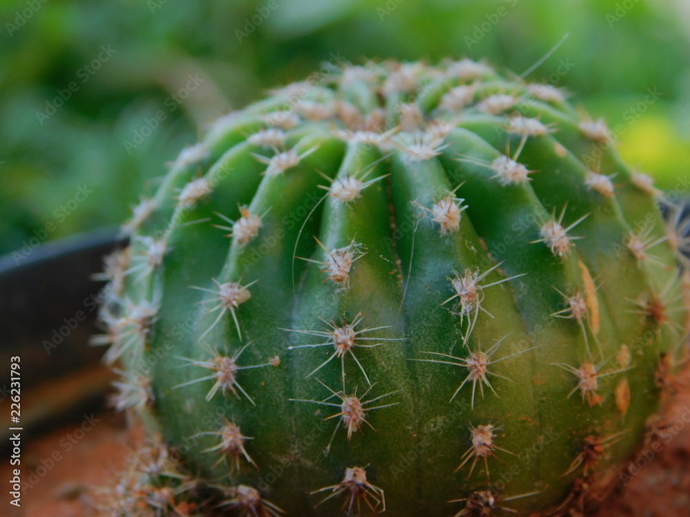 close up of cactus close up of cactus