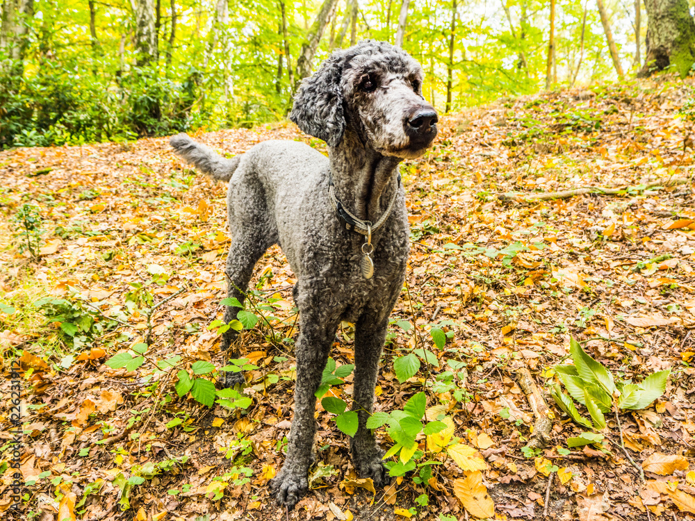 Poodle dog standing in the autumn forest Poodle dog standing in the autumn forest