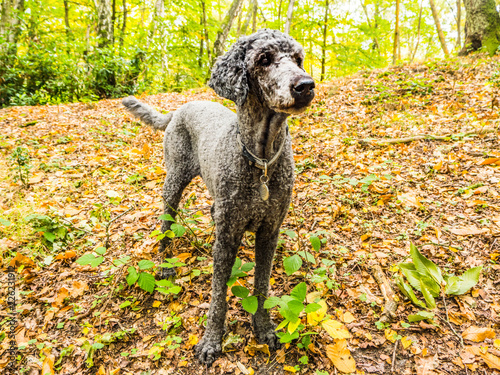 Fototapeta Naklejka Na Ścianę i Meble -  Poodle dog standing in the autumn forest