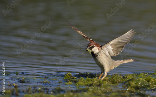 Italian Sparrow - Passer italiae, Crete