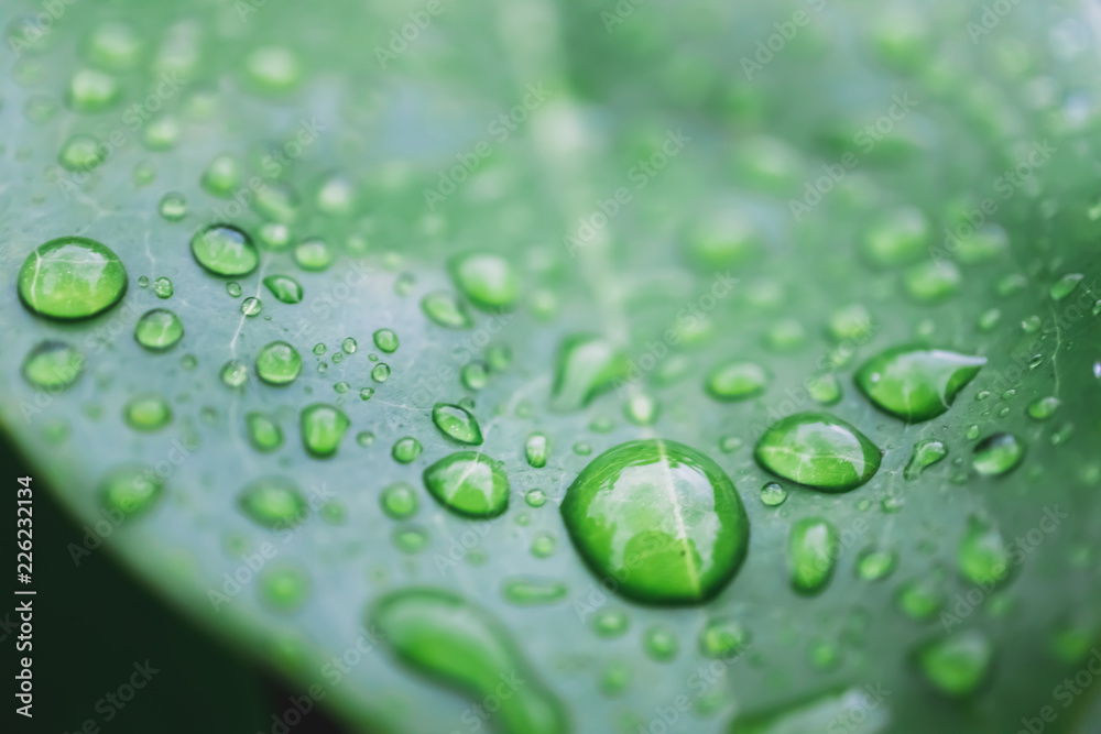 Water drops on green leaves in the garden.