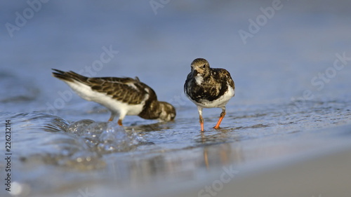 Ruddy Turnstone - Arenaria intepres, Crete © ASakoulis