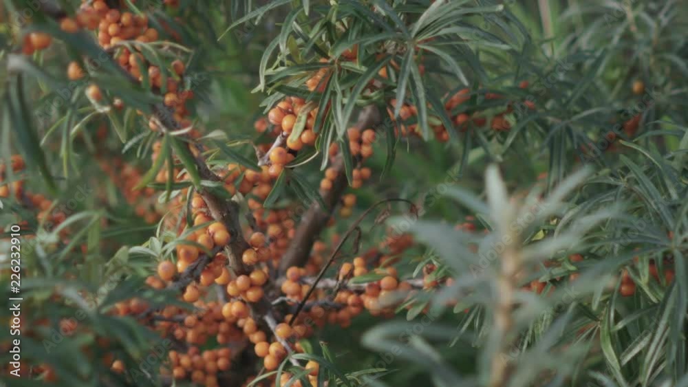 Slow motion handheld closeup sea buckthorn berries on the bush Slow motion handheld closeup sea buckthorn berries on the bush