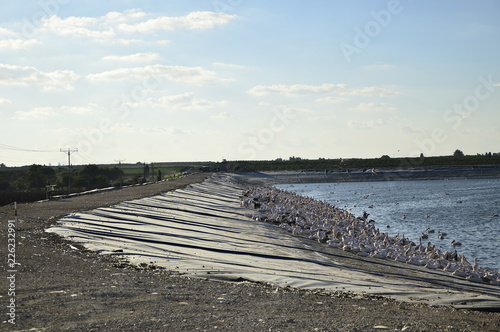 Migrating pelicans