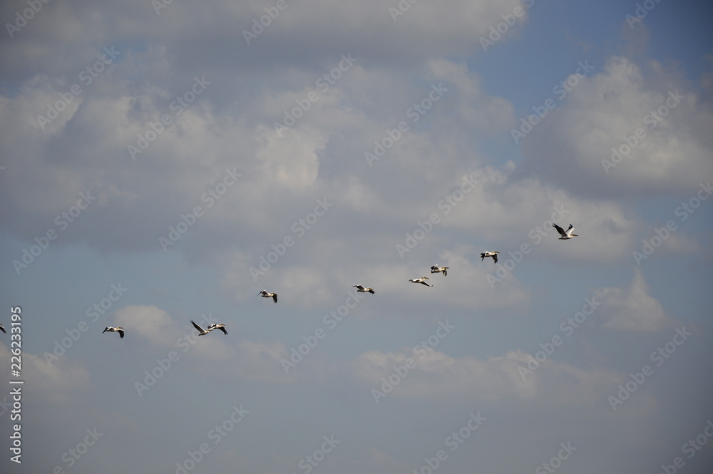 Migrating pelicans