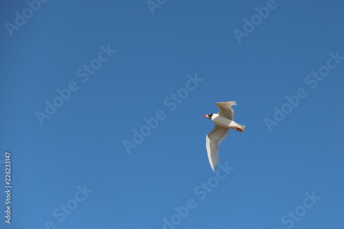 Mouette m  lanoc  phale  aux bec et pattes rouges   t  te noire et blanche en vol