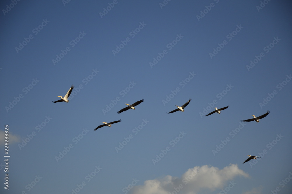 Migrating pelicans