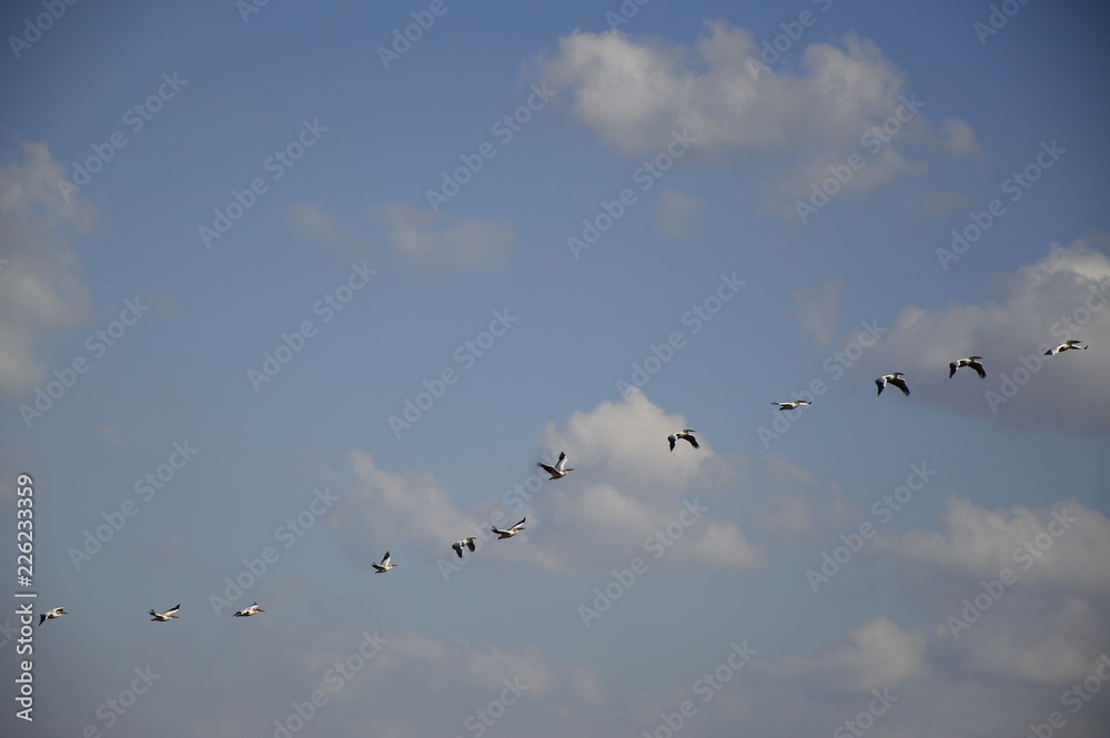 Migrating pelicans