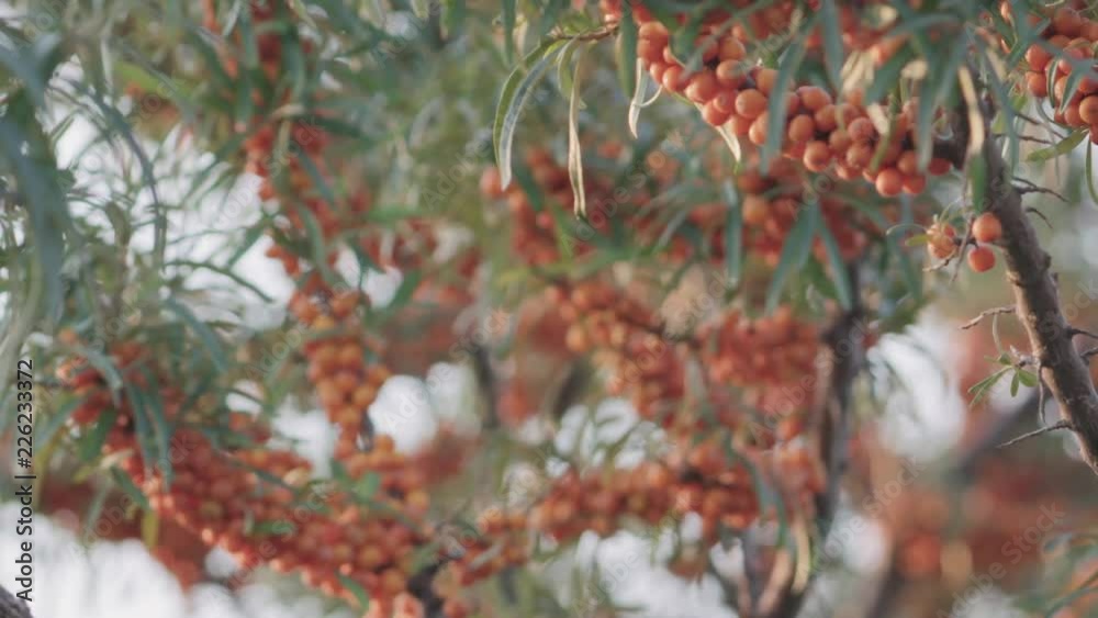 Slow motion handheld closeup sea buckthorn berries on the bush Slow motion handheld closeup sea buckthorn berries on the bush