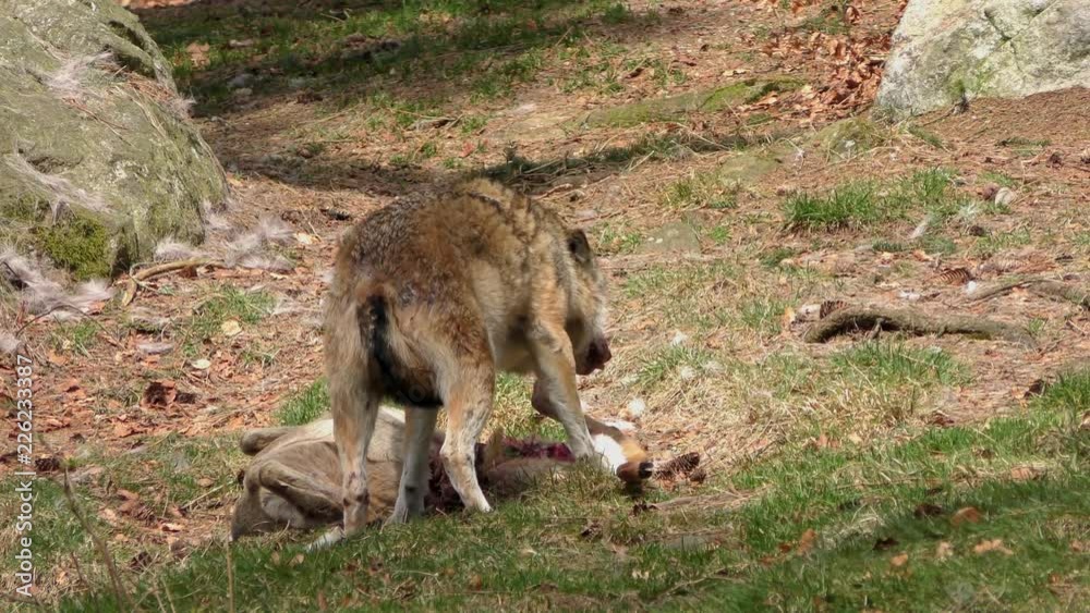 Wolf in the Bavarian Forest National Park, Bavaria, Germany Wolf in the Bavarian Forest National Park, Bavaria, Germany