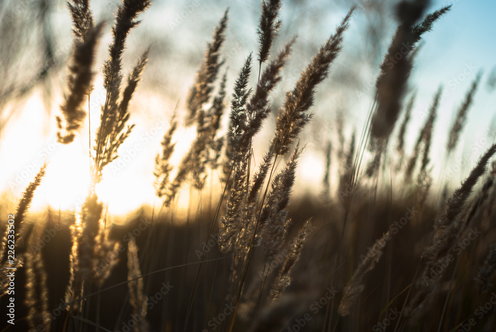 grass