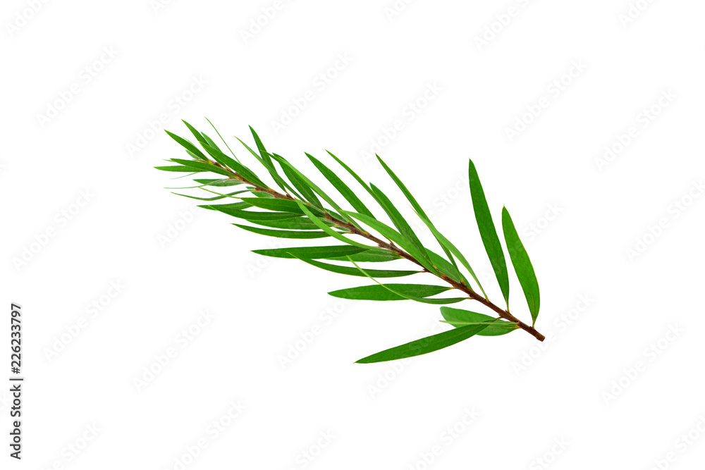 Fototapeta premium Odosobnione drzewo herbaciane (Melaleuca).