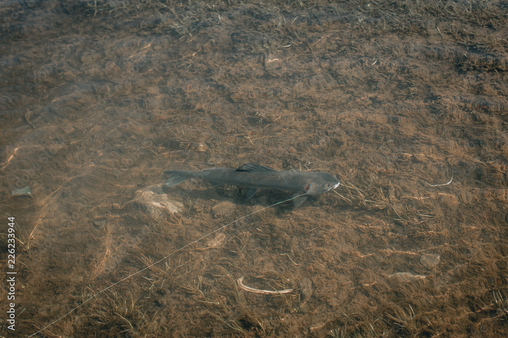 Fototapeta premium Grayling fishing at river