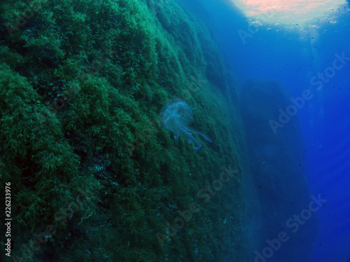 Wallpaper Mural Mauve Stinger jellyfish (Pelagia noctiluca) Torontodigital.ca