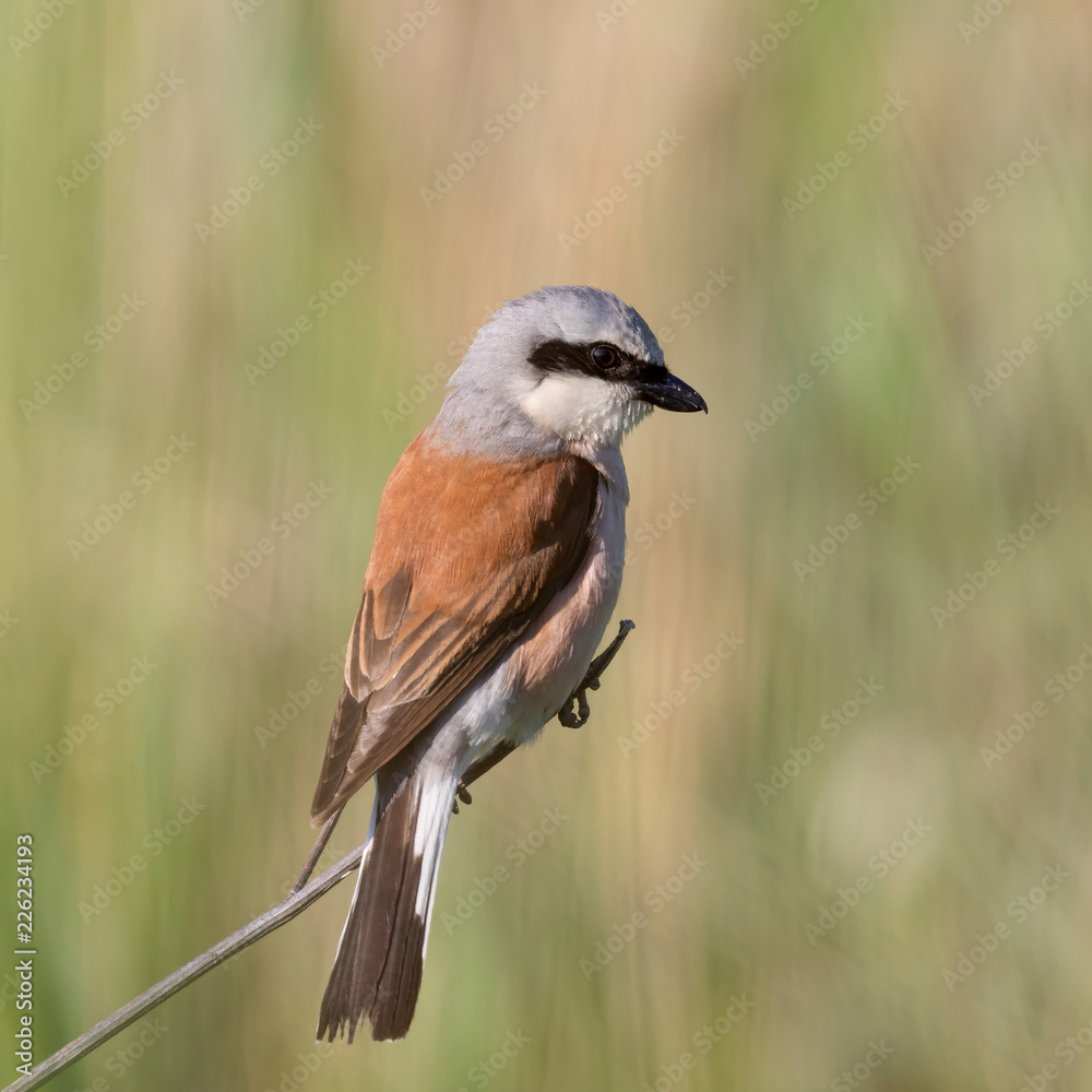 red-backed shrike sitting on a reed in the wild red-backed shrike sitting on a reed in the wild