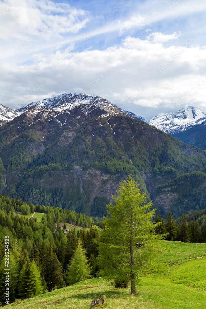 ein Nadelwald in Österreich, im Hintergrund Berge mit Schnee