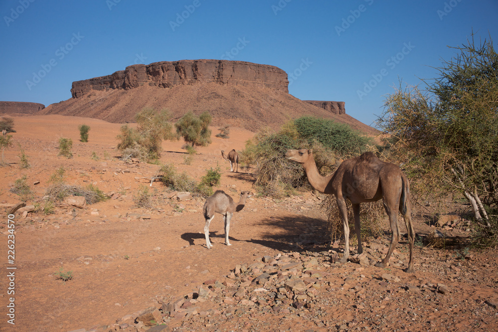 Camels in the region of Atar, Mauritania. Camels in the region of Atar, Mauritania.