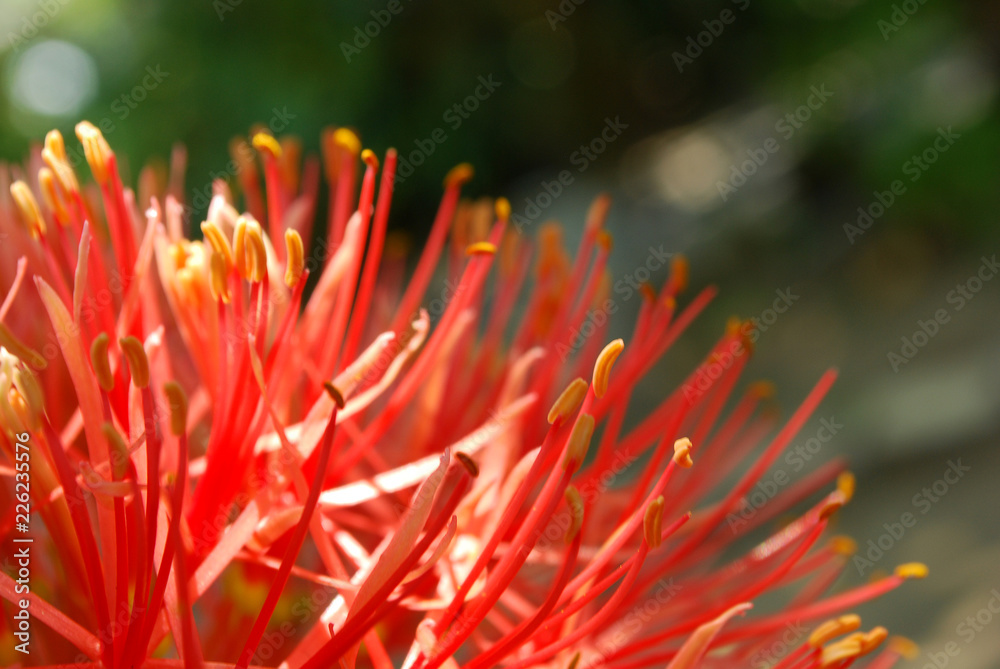 December flower, scadoxus multiflorus, bloodflower, katherine roda, oxtongue lily, powderpuff lily December flower, scadoxus multiflorus, bloodflower, katherine roda, oxtongue lily, powderpuff lily