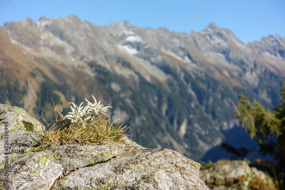 Wunschmotiv: Edelweiss auf Fels in den Bergen #226236995
