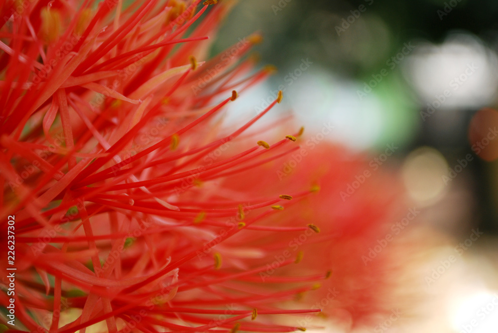December flower, scadoxus multiflorus, bloodflower, katherine roda, oxtongue lily, powderpuff lily December flower, scadoxus multiflorus, bloodflower, katherine roda, oxtongue lily, powderpuff lily