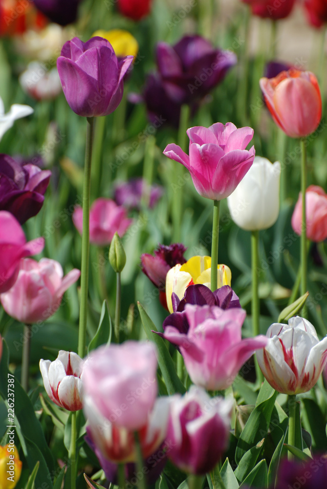 Buntes Tulpenfeld / Colorful tulip field