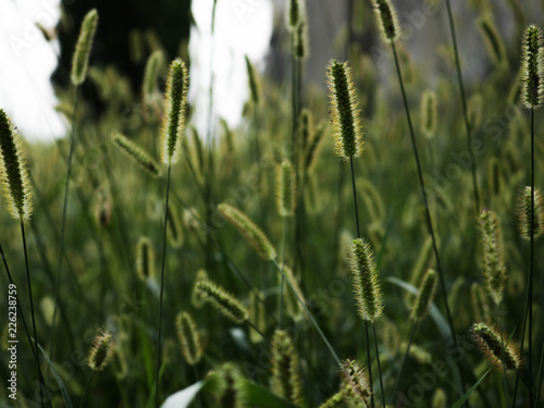 spighe di grano