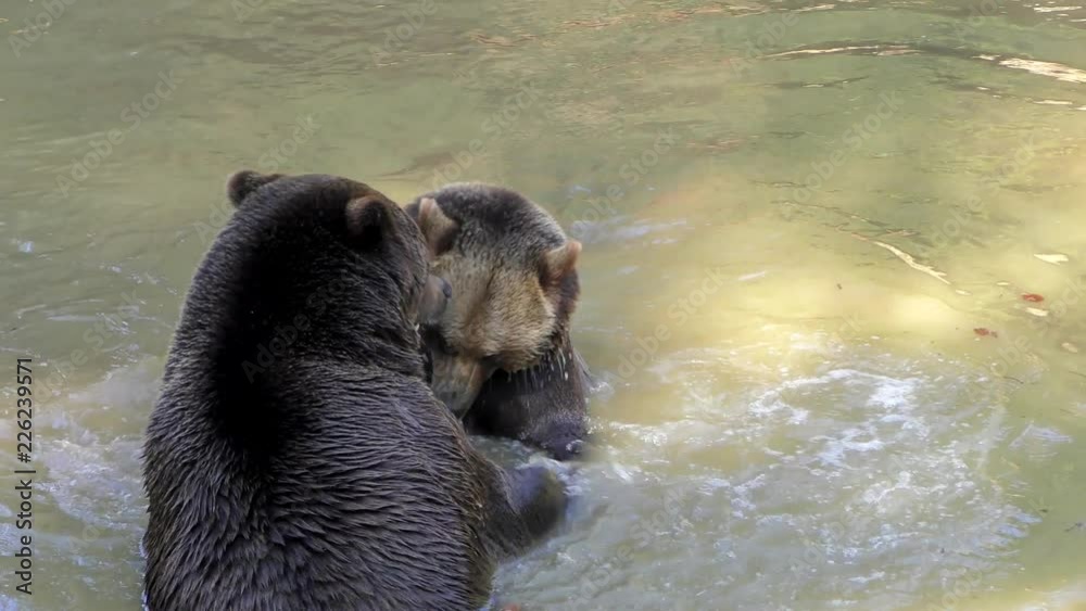 Brown Bears (Ursus arctos) in Lake Clark National Park, Alaska, USA Brown Bears (Ursus arctos) in Lake Clark National Park, Alaska, USA