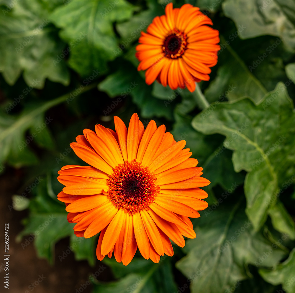 Orange Flower Orange Flower