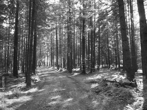 Waldweg