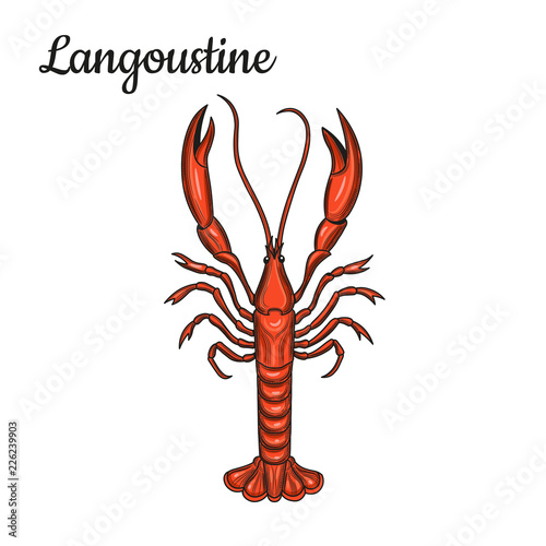 Langoustine. Crustaceans. Seafood. 