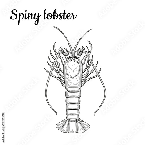 Spiny lobster. 