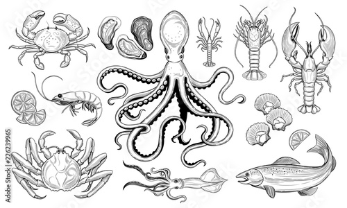 Vector set. Seafood. Oyster, sea scallop, crab, shrimp, lobster, langoustine, spiny lobster,  octopus, squid, fish.  photo