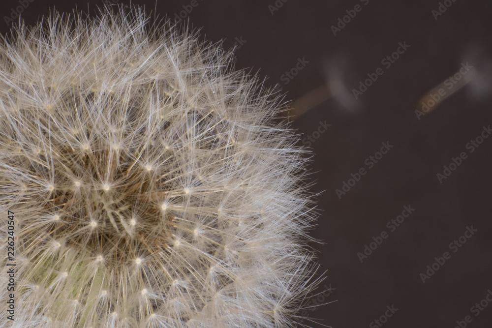 dandelion flower, white fluffy on a black background, fly with seeds