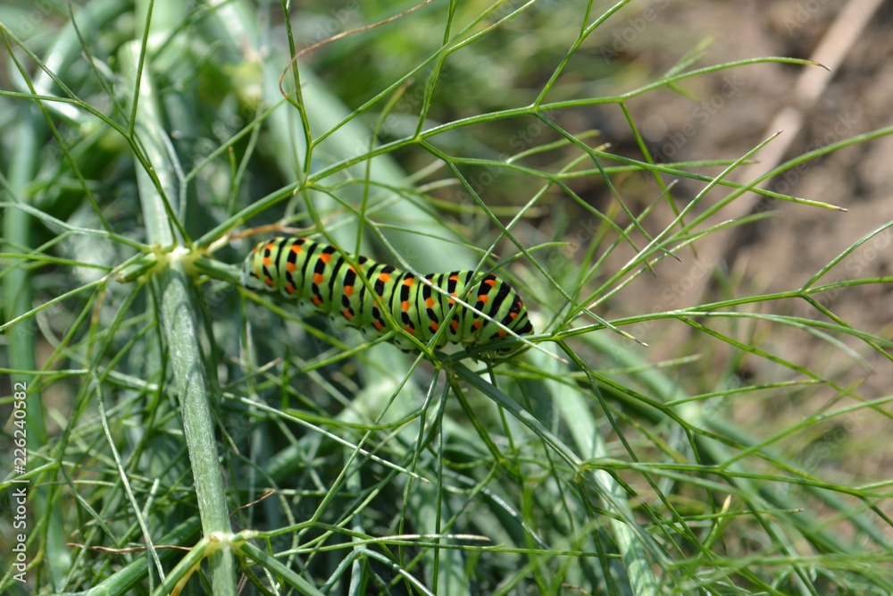Closeup photograph of an old world swallowtail caterpillar on fresh fennel.