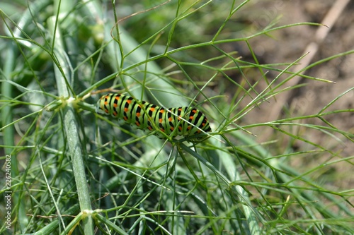 Closeup photograph of an old world swallowtail caterpillar on fresh fennel.