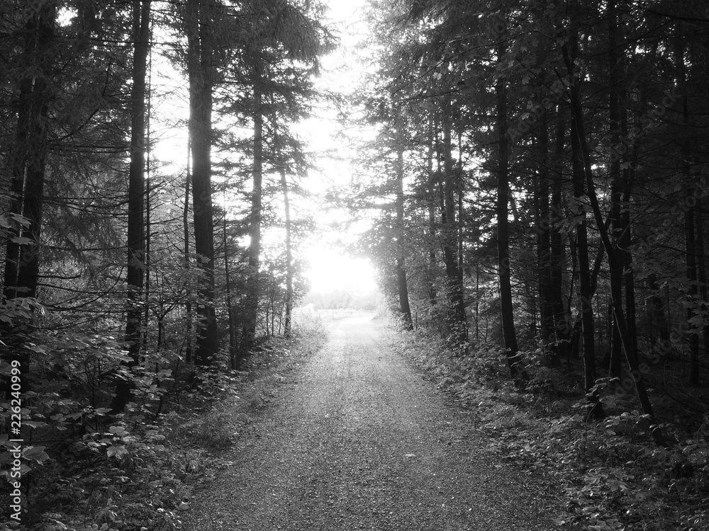 Fototapeta premium Waldweg