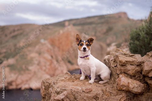 dog on the rock © Ольга Гурьянова