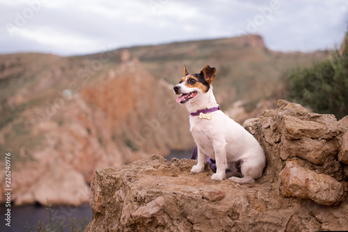 dog on the rock