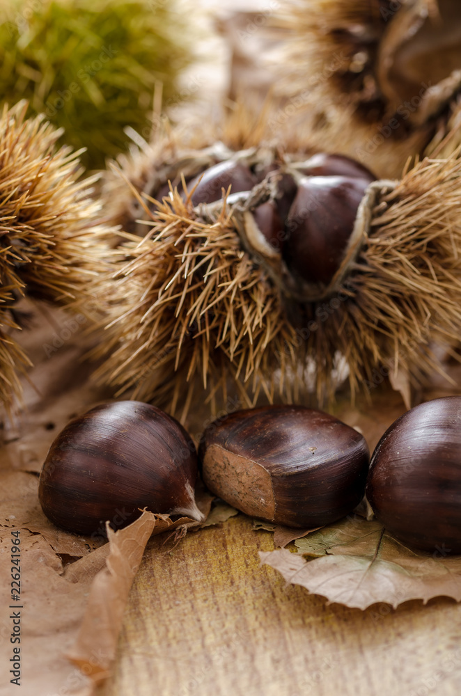 chestnuts and autumn feeling, chestnut husks on the ground. autumn feeling. chestnuts and autumn feeling, chestnut husks on the ground. autumn feeling.