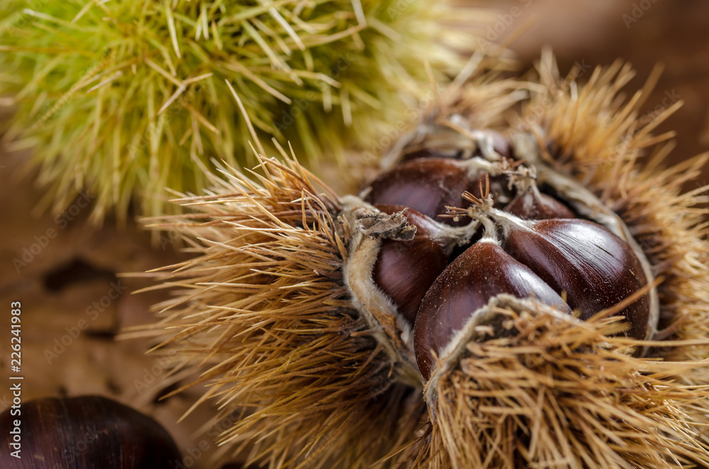 chestnut and autumn feeling, chestnut husks on the ground. autumn feeling. chestnut and autumn feeling, chestnut husks on the ground. autumn feeling.