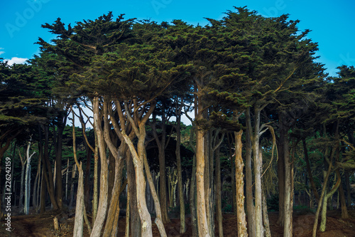 Canvas Print Monterey Cypress Tree Grove