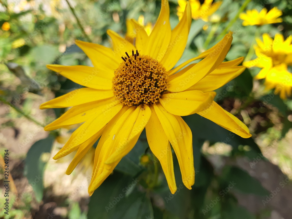 Chamomile and other flowers grow on a flower bed Chamomile and other flowers grow on a flower bed