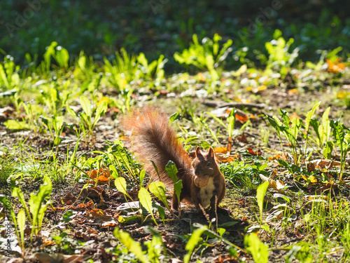 Cute bushy tailed curious red squirrel playing and hunting for food in park/forest in the autumn in preparation for the coming winter 