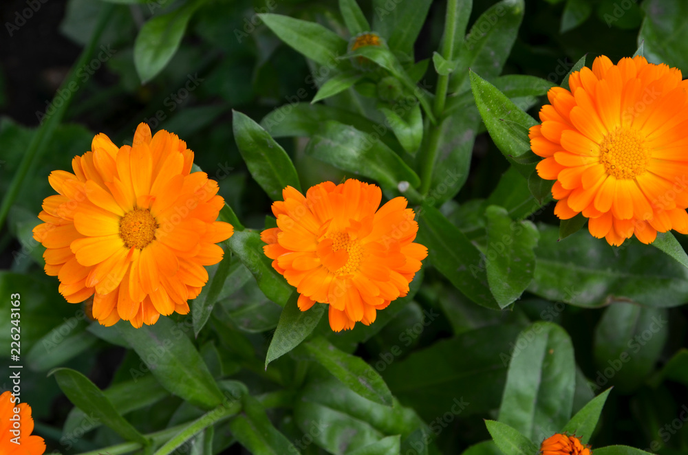 Fototapeta premium Chamomile and other flowers grow on a flower bed