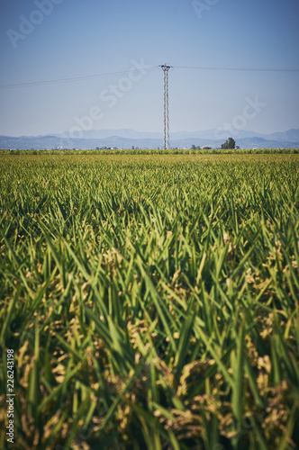 Rice field in summer