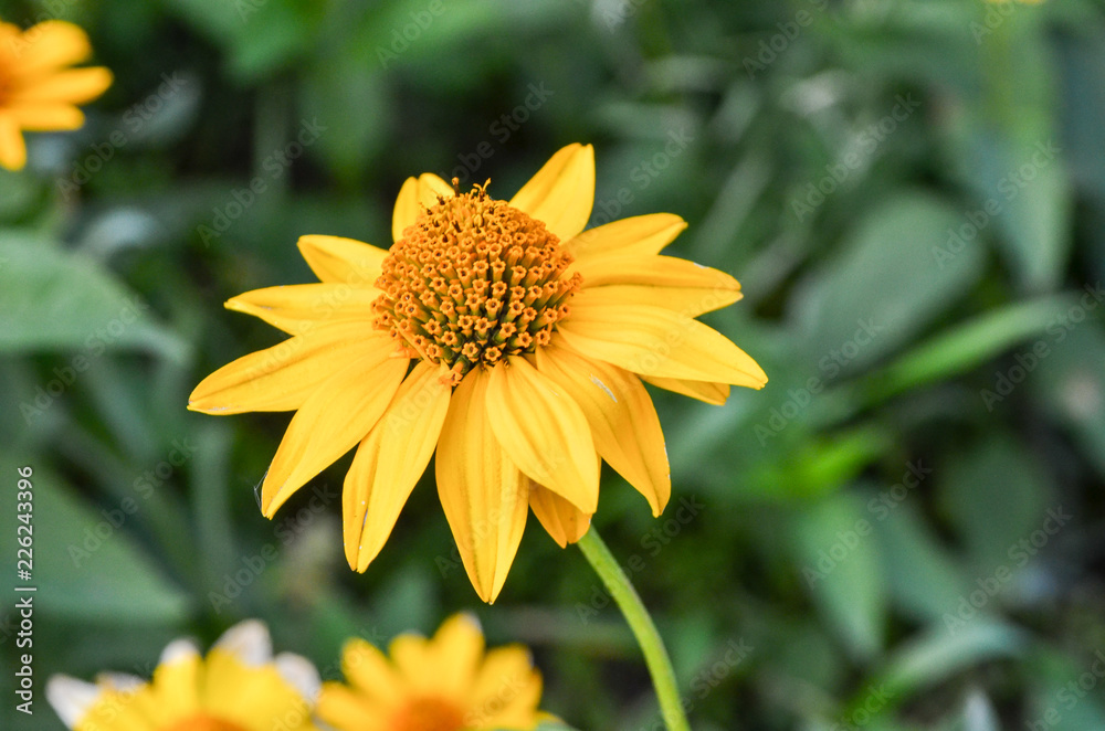 Chamomile and other flowers grow on a flower bed Chamomile and other flowers grow on a flower bed