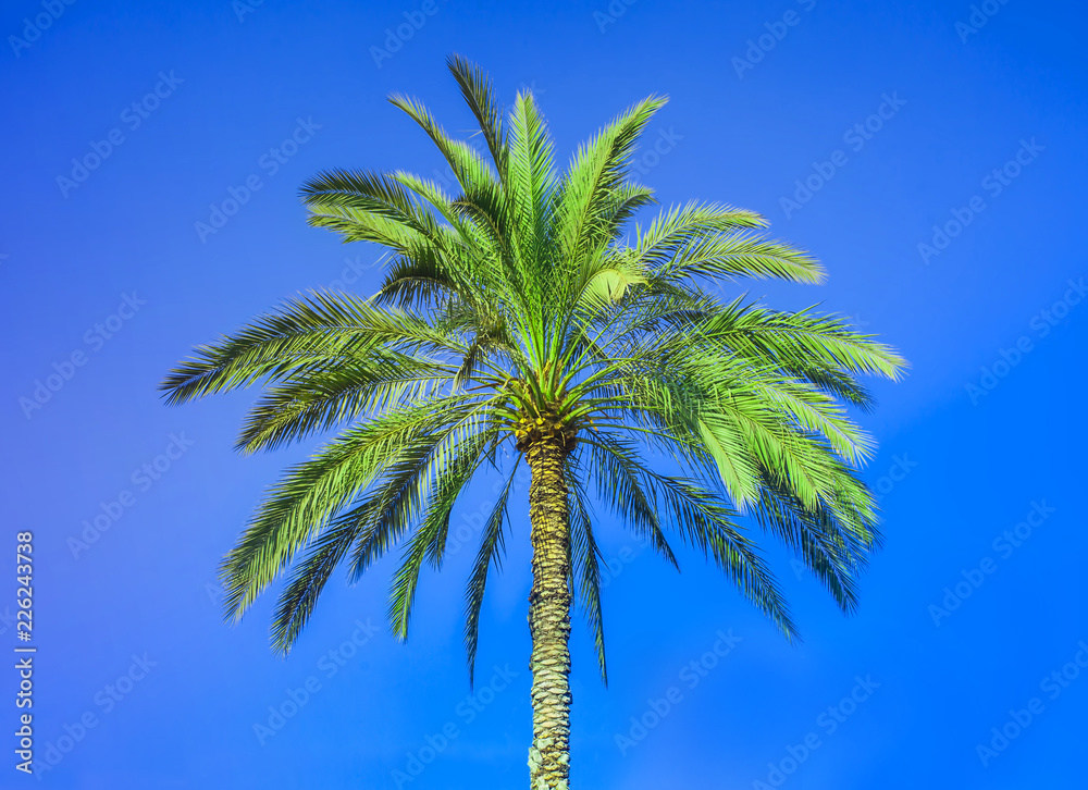 Fototapeta premium palm tree in nature with clear blue sky